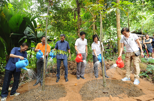 (Left to right): Garden City Fund Chairman Professor Leo Tan; MP for Holland-Bukit Timah GRC Mr Liang Eng Hwa; MP for Holland-Bukit Timah GRC and Minister for Foreign Affairs Dr Vivian Balakrishnan; Minister for National Development and Second Minister for Finance Mr Lawrence Wong; MP for Holland-Bukit Timah GRC and Senior Minister of State at Ministry of Culture, Community and Youth and Ministry of Trade and Industry Ms Sim Ann; and NParks Chairman Mrs Christina Ong water two Endocomia canarioides trees planted to mark the reopening of the Bukit Timah Nature Reserve. (Photo credit: NParks)