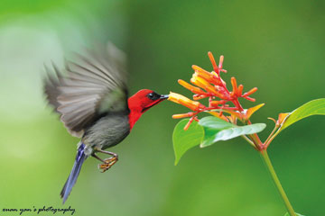 Crimson sunbird harvesting food