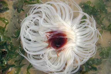 peacock anemone