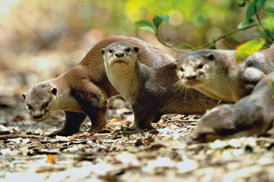 Smooth Otter found at SBWR