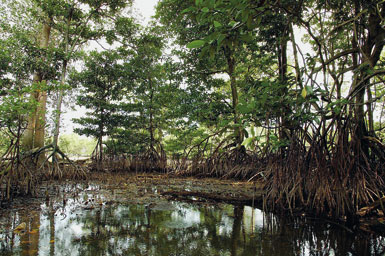 Mangroves at SBWR 