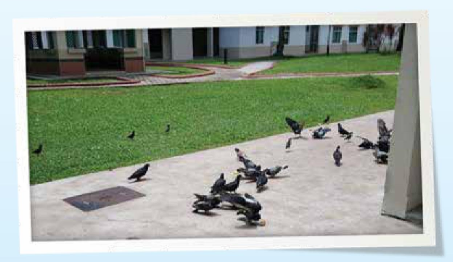 2 - 1 Pigeon Feeding Observed