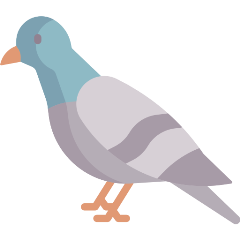 pigeon