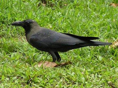 Crows crows