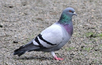 Pigeons pigeons