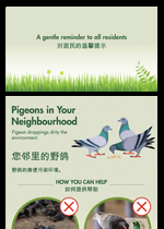 Pigeon DDP Target Media Pigeon DDP Target Media