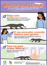 monitor-lizard