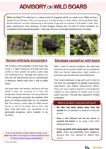 Wild Boars