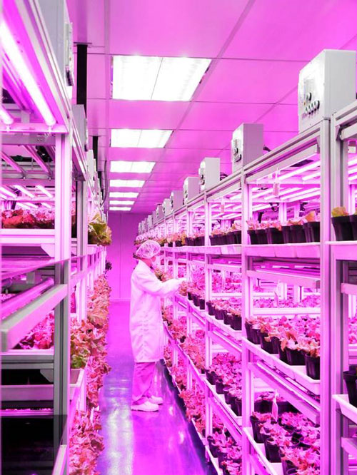 At Panasonic, indoor vertical farming makes climate control possible. Output is multiplied as the space and essential conditions for plant growth can be optimised. (Photo: Panasonic)