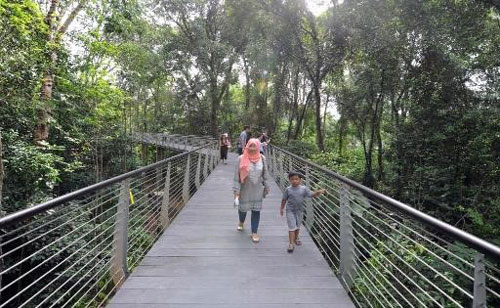 The boardwalk at SPH Walk of Giants, which is 260 metres long and up to 8 metres high, lets visitors get up close to some of the tallest tree species in Southeast Asia.