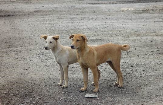 Managing stray dogs humanely | MND Link | Ministry of National Development
