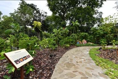 The Ethnobotany Garden features Southeast Asian plants with traditional uses as well as artefacts.