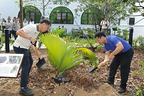 NParks CEO Mr Kenneth Er and Minister Lee planted a Double Coconut (Lodoicea maldivica) palm in the outdoor garden of the Seed Bank. The Double Coconut has the heaviest seed in the plant kingdom.